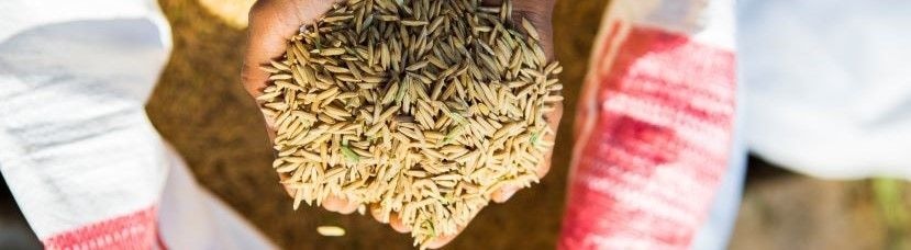 Emerging market trends 2022: Food security