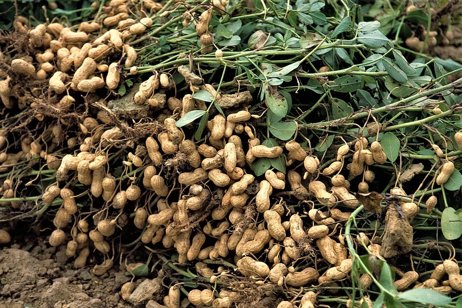 Agronomist advocates investment into seed system to boost groundnut production