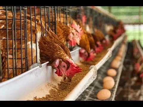 Maize price drop excites poultry farmers