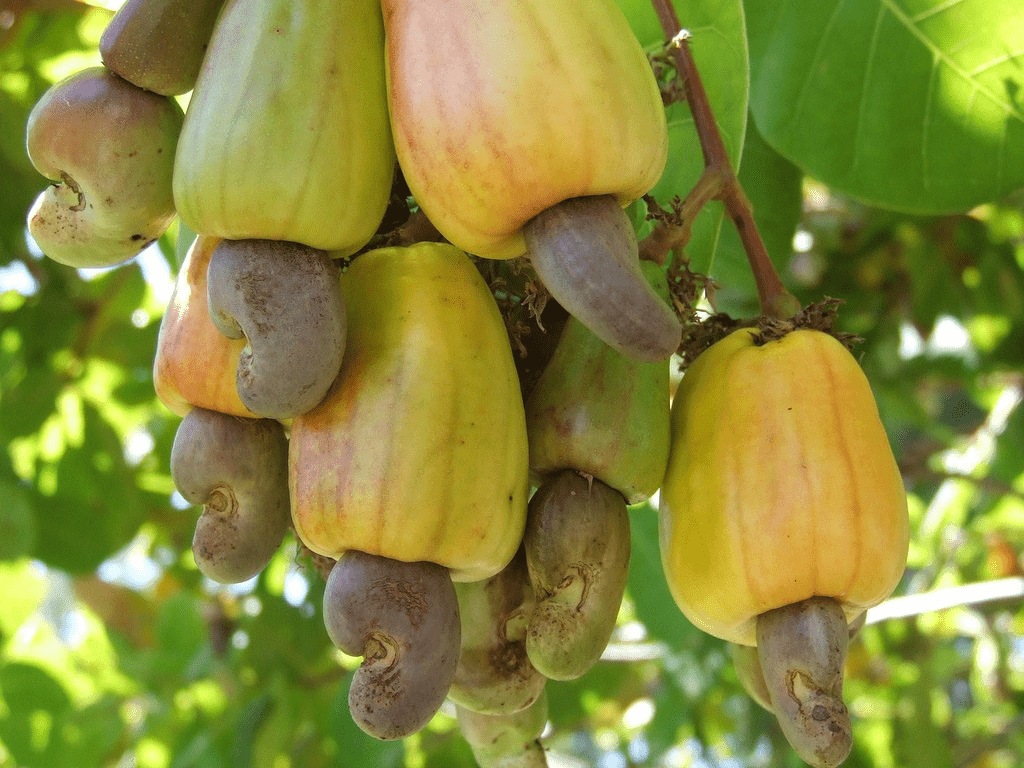 Editorial: Value addition in cashew sector threatened by middlemen