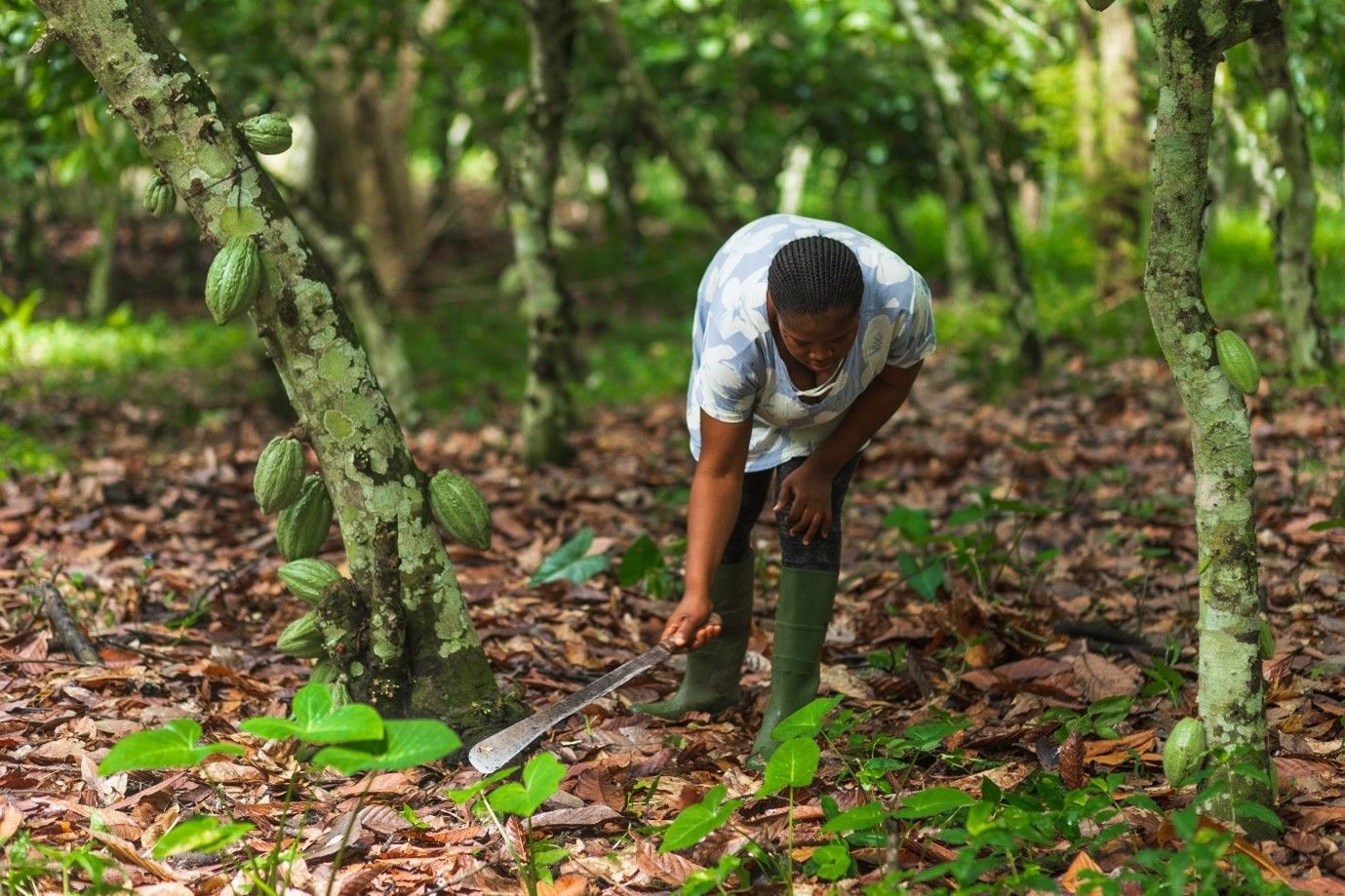 Walmart Foundation supports Proforest’s work in Asunafo Asutifi cocoa landscape