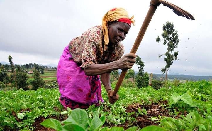 Agriculture sector faces hurdles despite potential for growth in Northern Region