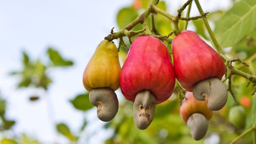 Cashew traders condemn price disruption, unfair practices