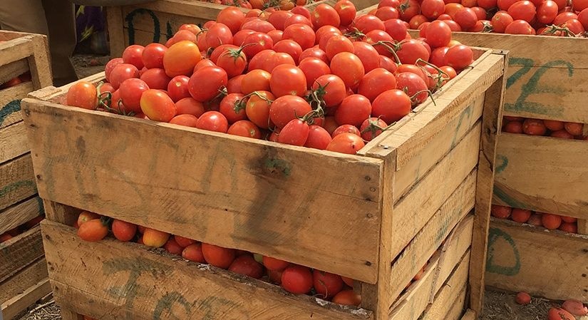 Farmers demand solution to tomato post-harvest losses, as bumper season nears