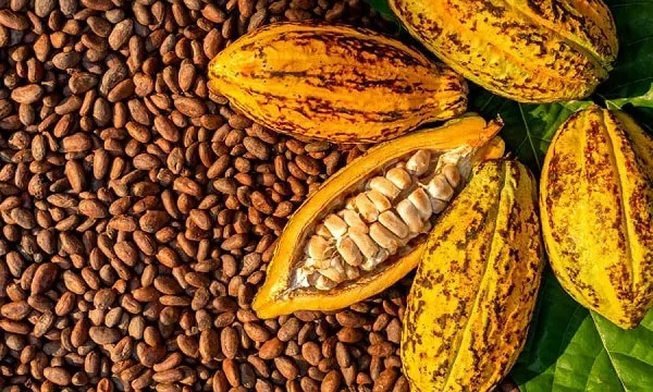 IMF backs COCOBOD reforms                                                                                                