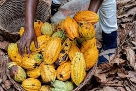 Increase in producer cocoa price heartwarming for farmers