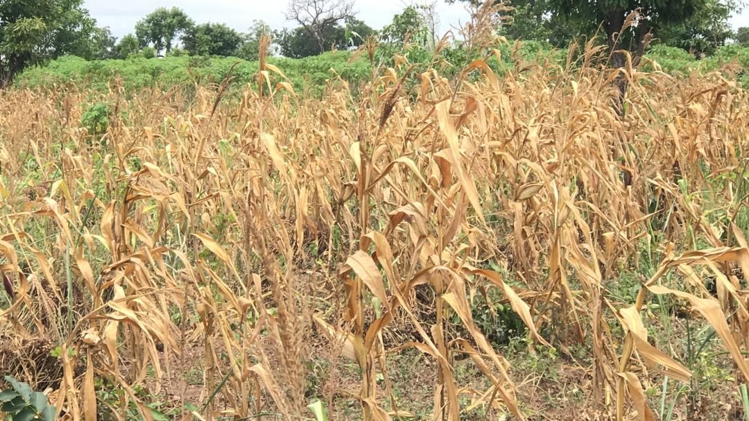 World Bank extols resilience of drought-stricken farmers