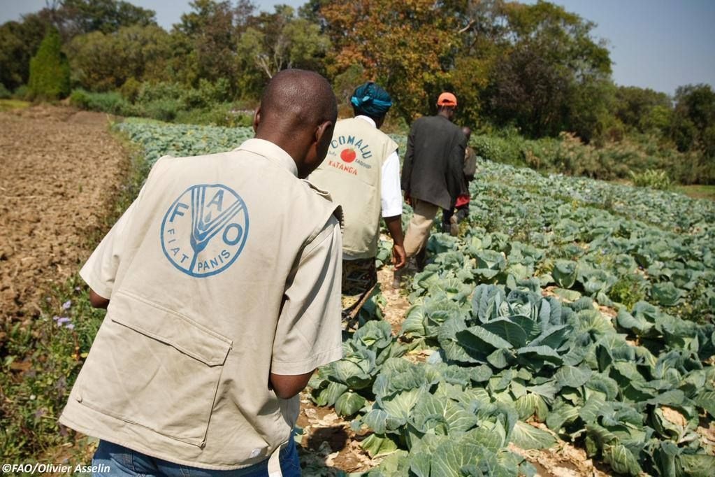 FAO predicts stable rainfall to aid crops' recovery