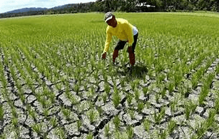 World Vision allocates US$8m to farmers affected by drought