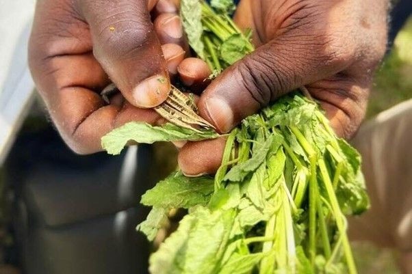 King'sDay2025: Conserving Ghana’s biodiversity: Safeguarding neglected and underutilised species