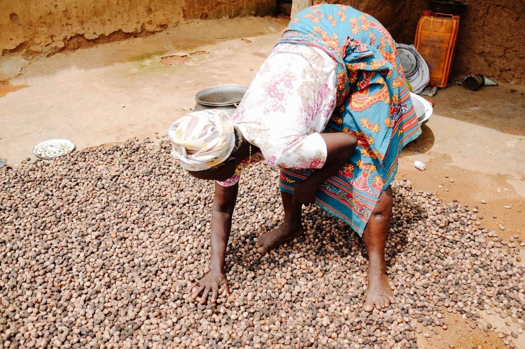 Editorial: Drought conditions in savannah belt threatening shea production