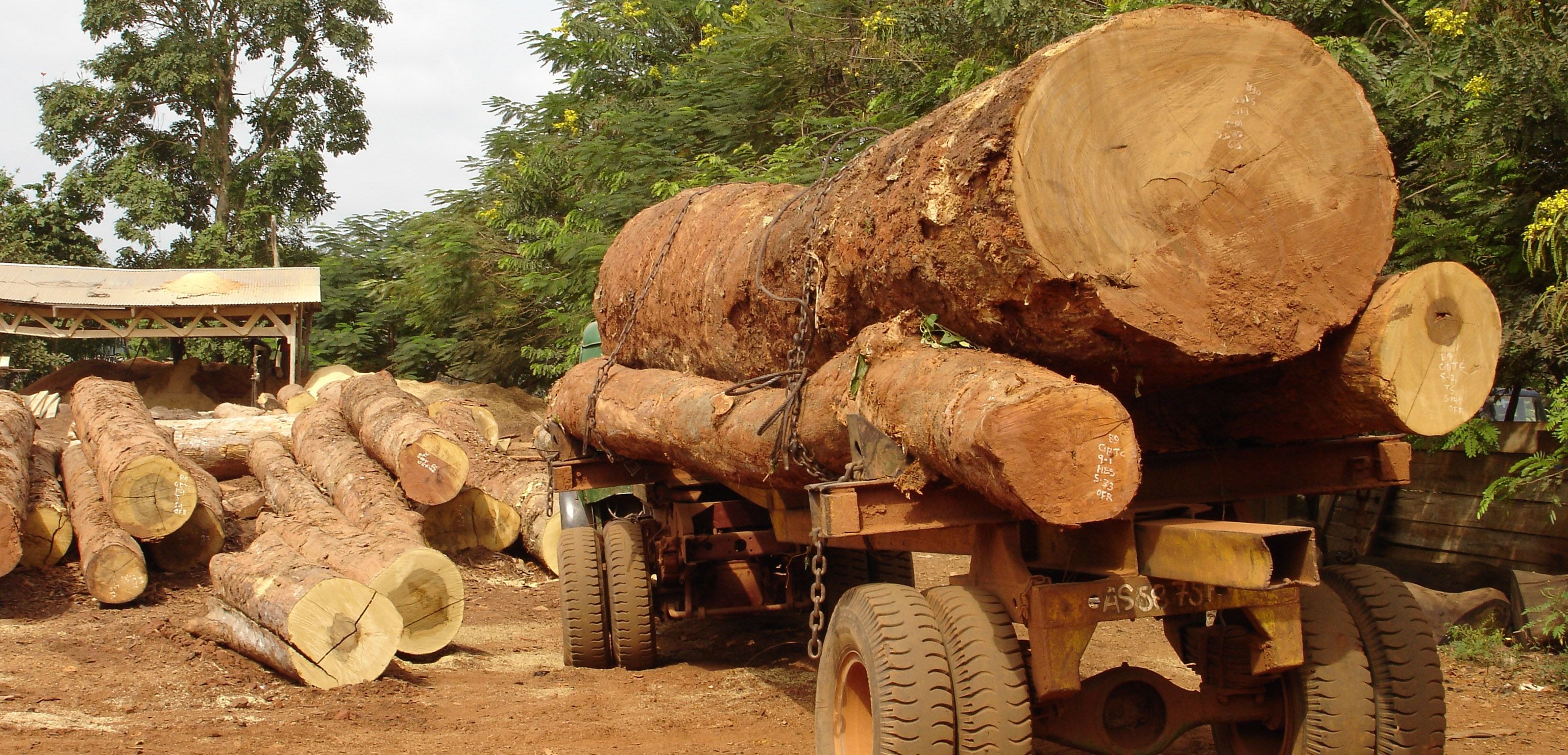 Inside the fight to curb timber smuggling: Policy, policing and the path forward   