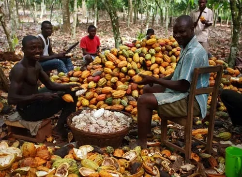 Editorial: Cocoa farmer-group endorses new producer price