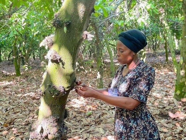 From decline to recovery: Why cocoa needs hand pollination now