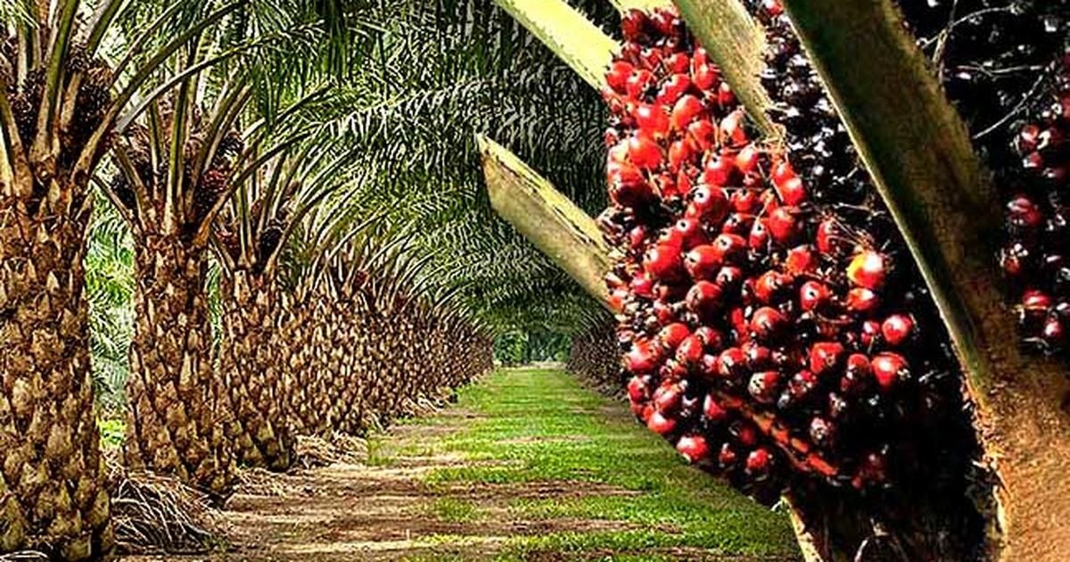 Editorial: Tackling oil palm production deficit