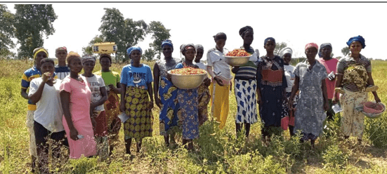 From seed to success: Lingbinsi bloomers begin pepper harvest under ‘Boost to Bloom’ Project