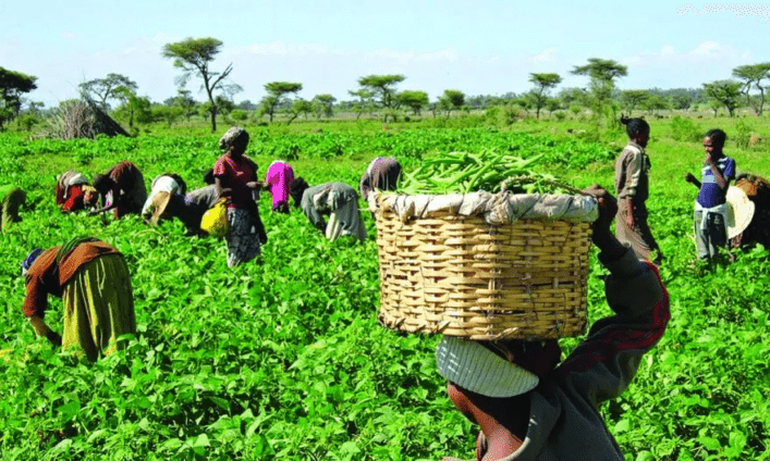 Farmers call for Northern commodity exchange to boost agribusiness