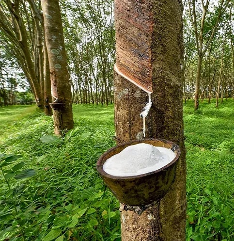 ANRAG sets record straight: Rejects monopoly and pricing claims as raw rubber exports raise forex compliance questions