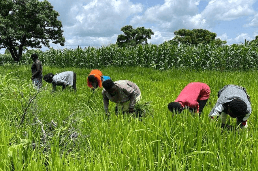 Food glut crisis worsens, as imports and policy delays threaten food security    