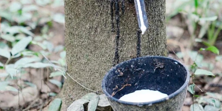 Editorial: Value chain actors propose alternative to outright export ban on raw rubber
