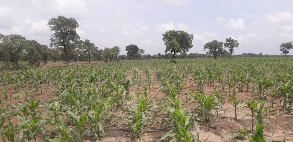 Anchor post-COVID-19 recovery on agriculture – CSOs