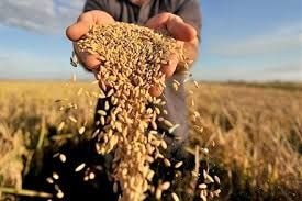 Prices of staple food commodities expected to drop in August