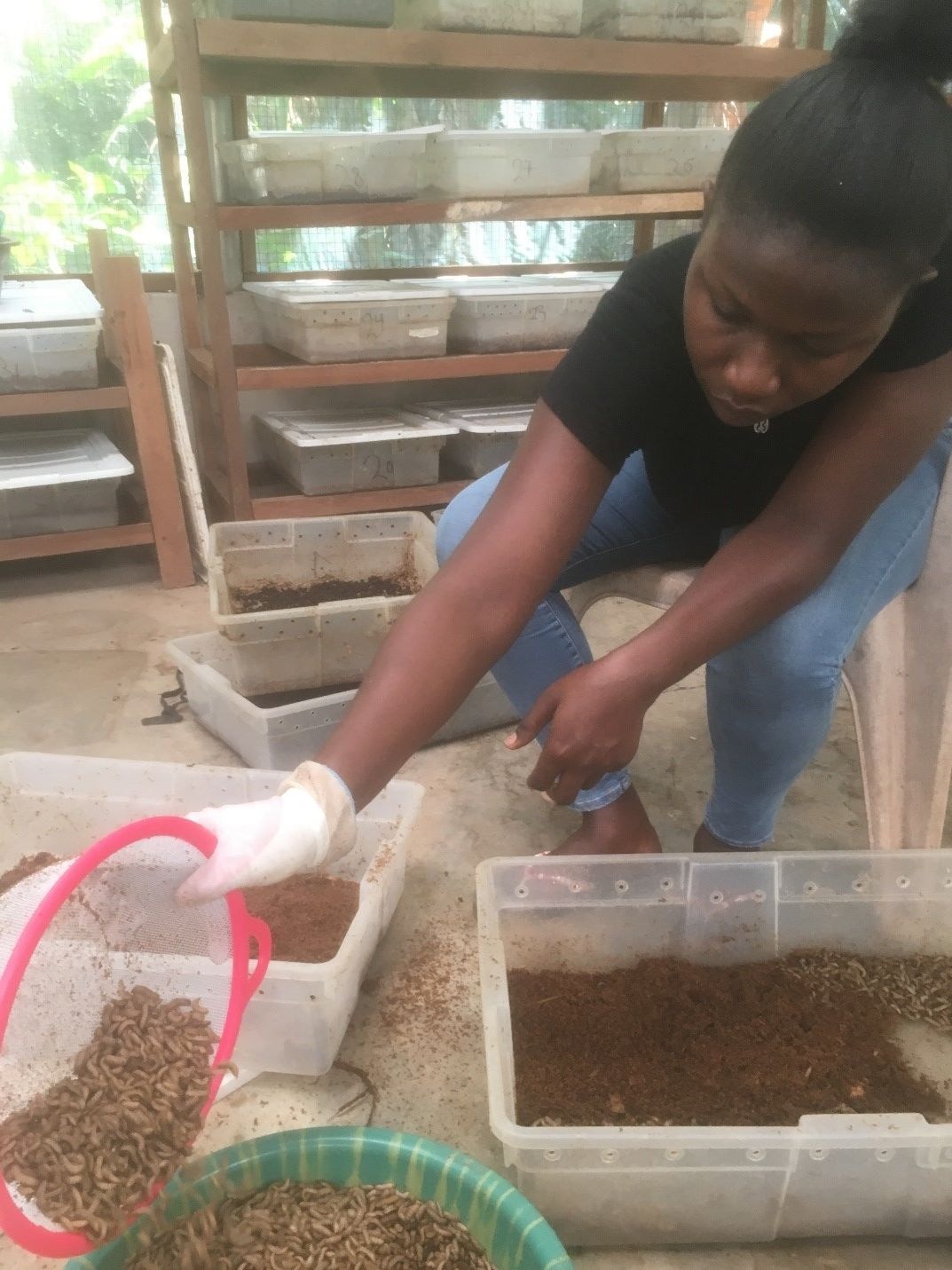 The SHS graduate making a living from black soldier larvae