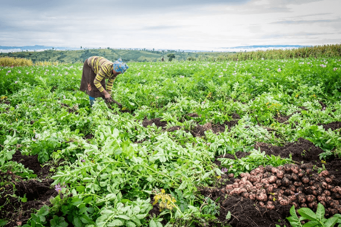 Africa has a growing food security problem: why it can’t be fixed without proper data