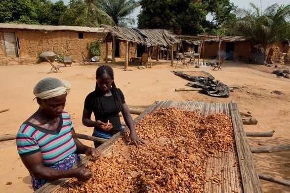 GARDJA urges speedy operationalisation of cocoa farmers' welfare fund
