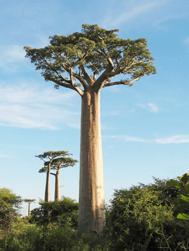 Feature : The Baobab Tree; The majestic tree of life in the dry Savannah