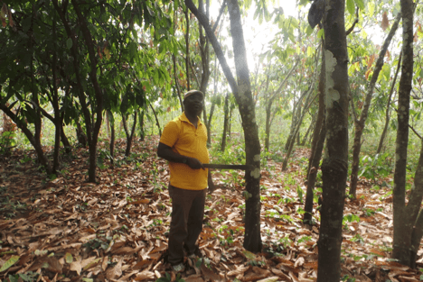 Climate change threatens cocoa production  …. adaptation measures needed to salvage the situation