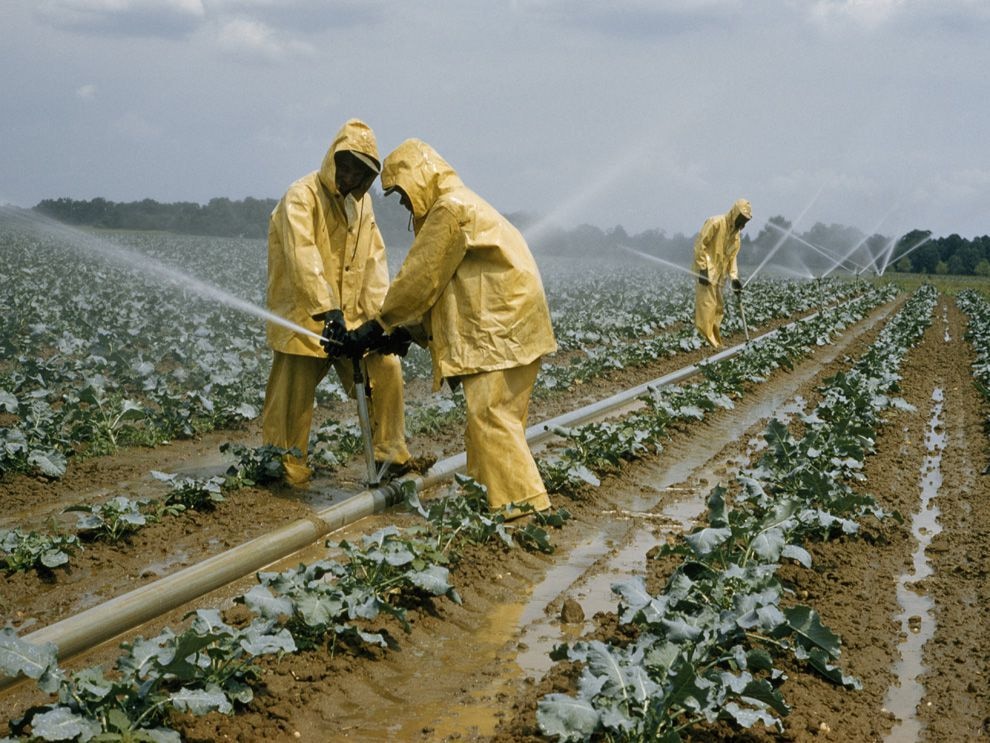 Revolutionising the agricultural industry, the role of Green Gold Farms
