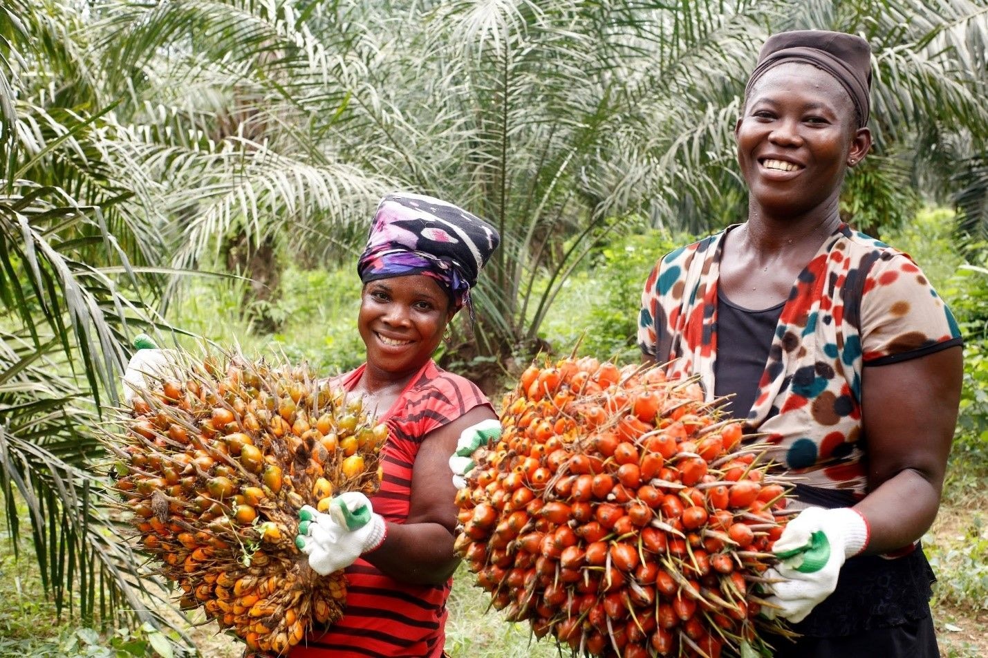 Solidaridad’s support to OPDAG towards the establishment of Tree Crop Development Authority