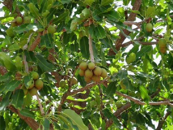 GSA to grow 10m Shea trees over the next 10 years