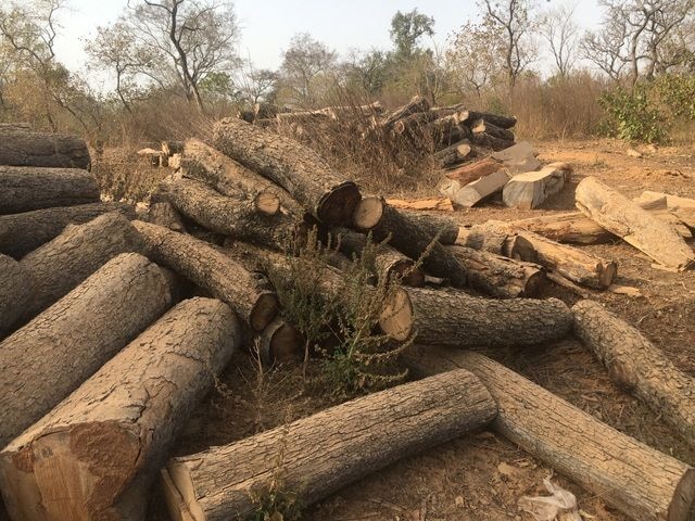 Ghanaian loggers without processing mills targeted for FLEGT compliance capacity development