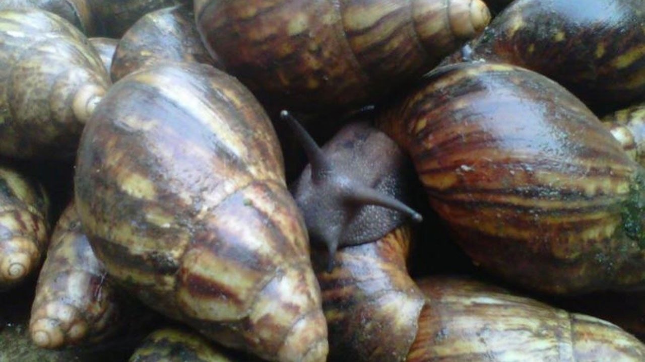 Snail extract:  The novel treatment for skin care