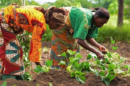 Women in agriculture empowered