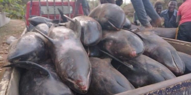 Fisheries Ministry begins investigations into washed-ashore fish