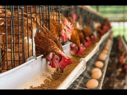 Local poultry sector nears extinction