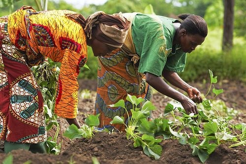 Despite GIRSAL, banks still don’t get agric
