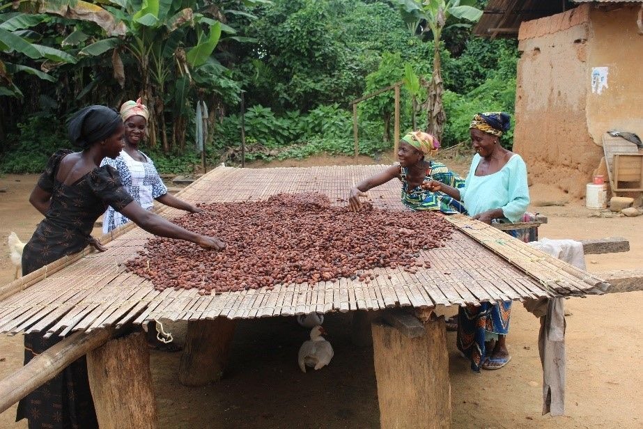 Let the Producer Price Review Committee do its job – Cocoa Buyers’ Association