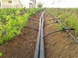 Italy to promote expertise in seeds, greenhouse technology and irrigation