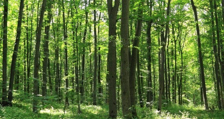 Private forestry sector looks forward to the issuance of FLEGT licences