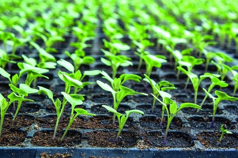 Let’s Go Farming – Making a vegetable nursery