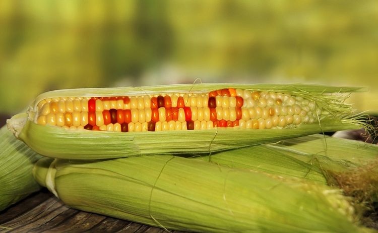 Biosafety Authority confirms safety of registered GMO products