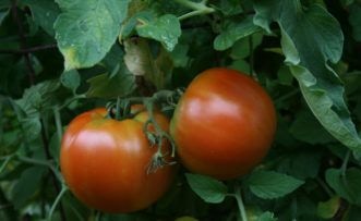 Let’s go farming – Harvesting vegetables the right way
