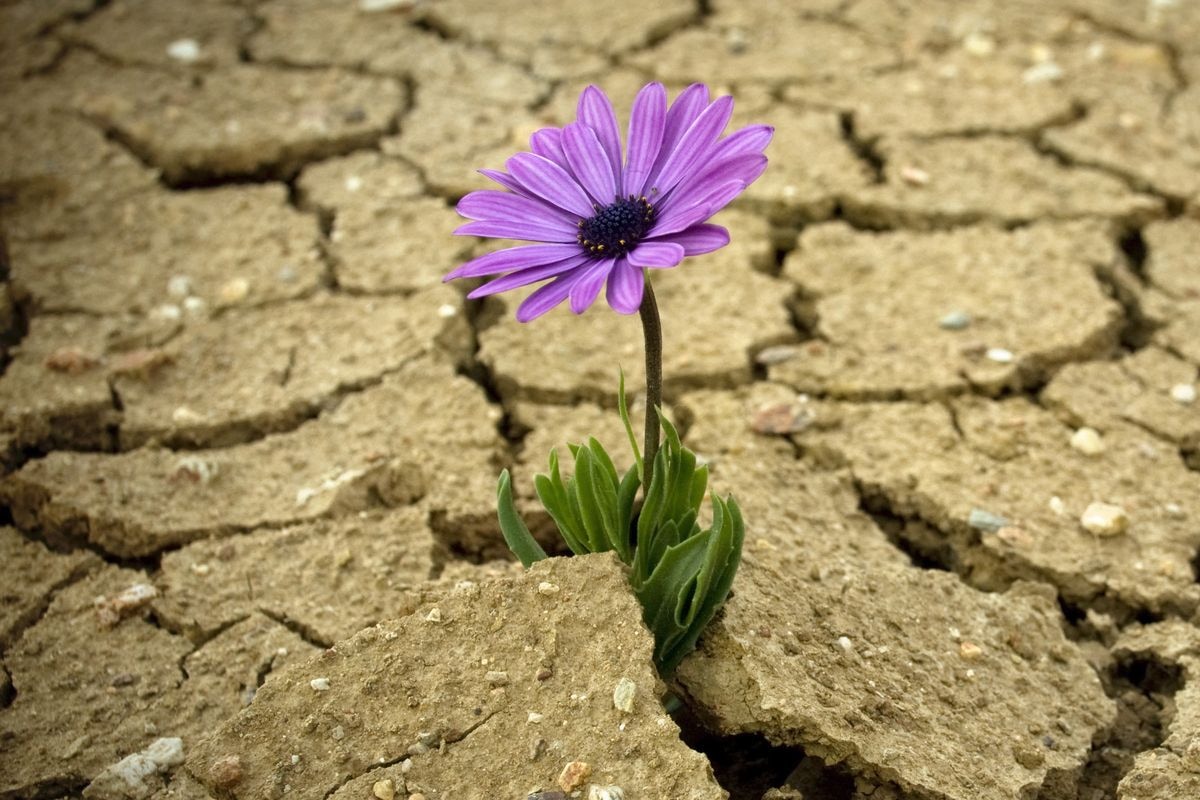 Dial a Counselor with Sybil Shaibu: Are you resilient?