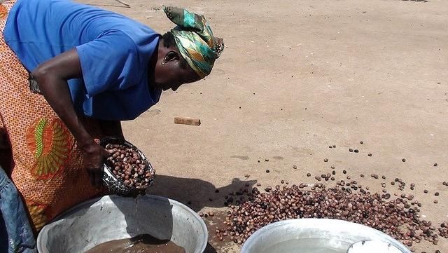COCOBOD partners Savannah Golden Tree to address 40% shea nut losses