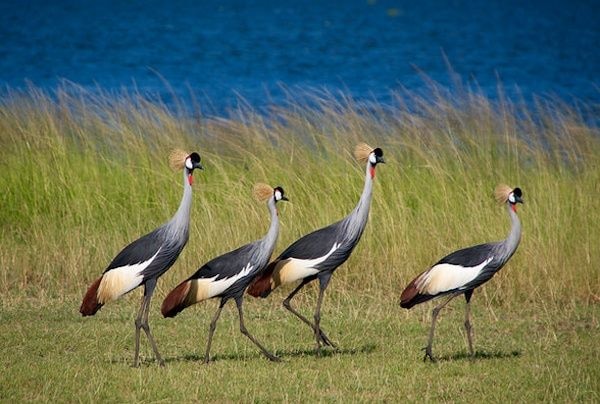 Missing out on bird watching ecotourism prospects