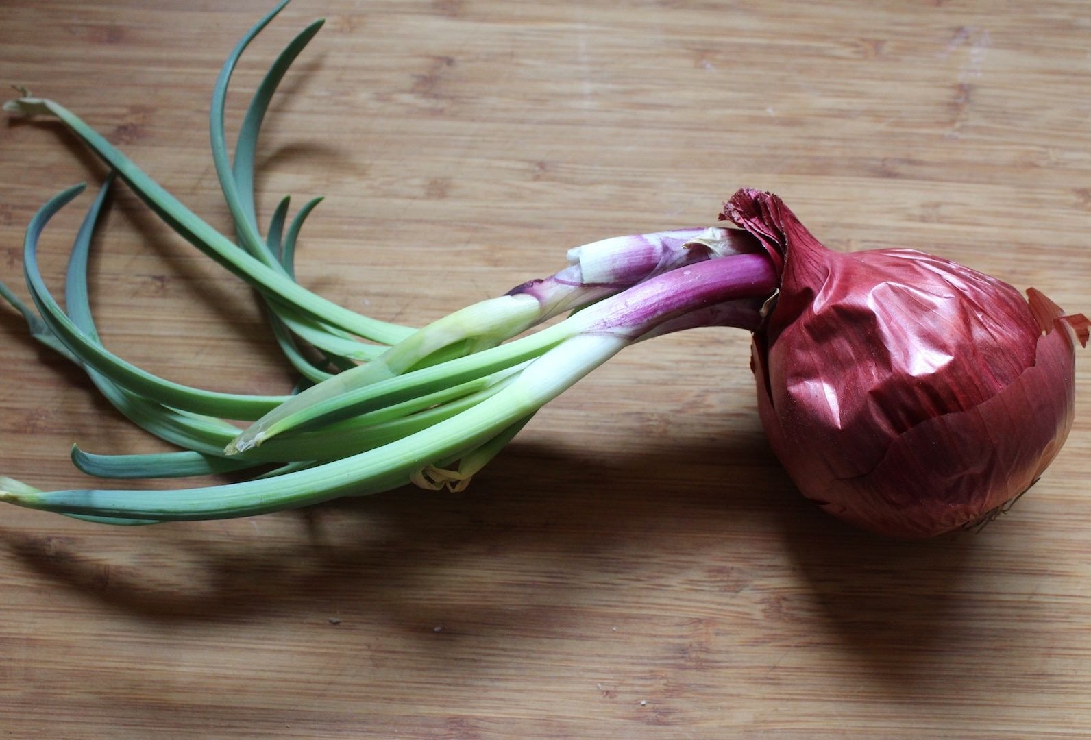 Let’s go farming: How to grow a sprouted onion